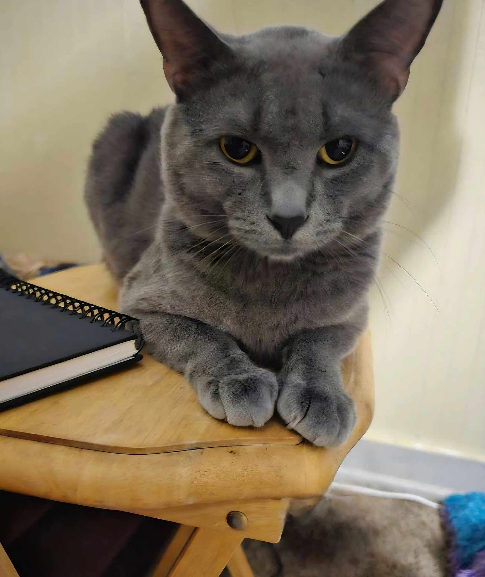 Rafael is registered to the contest to win money with this photo: cat, gray_cat, feline, pet, animal, table, wooden_table, notebook, spiral_notebook, indoor, closeup, yellow_eyes, fur, paw, relaxed, looking_at_camera, domestic_cat, mammal, whiskers, resting