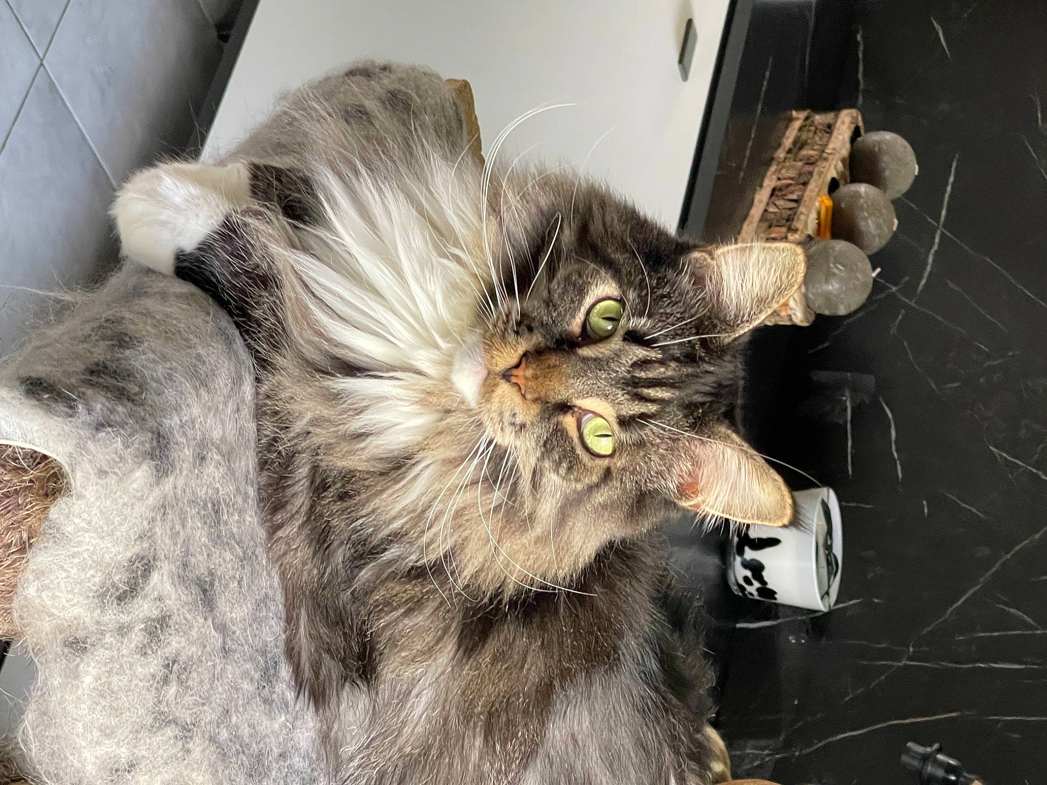 Nash a rejoint le concours — aidez-le/la à gagner de superbes lots ! canidae, carnivore, cat, claw, comfort, dog_breed, domestic_short_haired_cat, ear, fawn, felidae, fur, liver, paw, small_to_medium_sized_cats, snout, tail, terrestrial_animal, whiskers