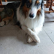 Blue participe au concours pour gagner de l'argent avec cette photo : dog, australian_shepherd, tricolor, fluffy, long_hair, pet, animal, portrait, sitting, crossed_paws, indoors, home, wooden_furniture, tile_floor, brown, black, white, blue_eyes, cozy, adorable