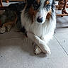 dog, australian_shepherd, tricolor, fluffy, long_hair, pet, animal, portrait, sitting, crossed_paws, indoors, home, wooden_furniture, tile_floor, brown, black, white, blue_eyes, cozy, adorable