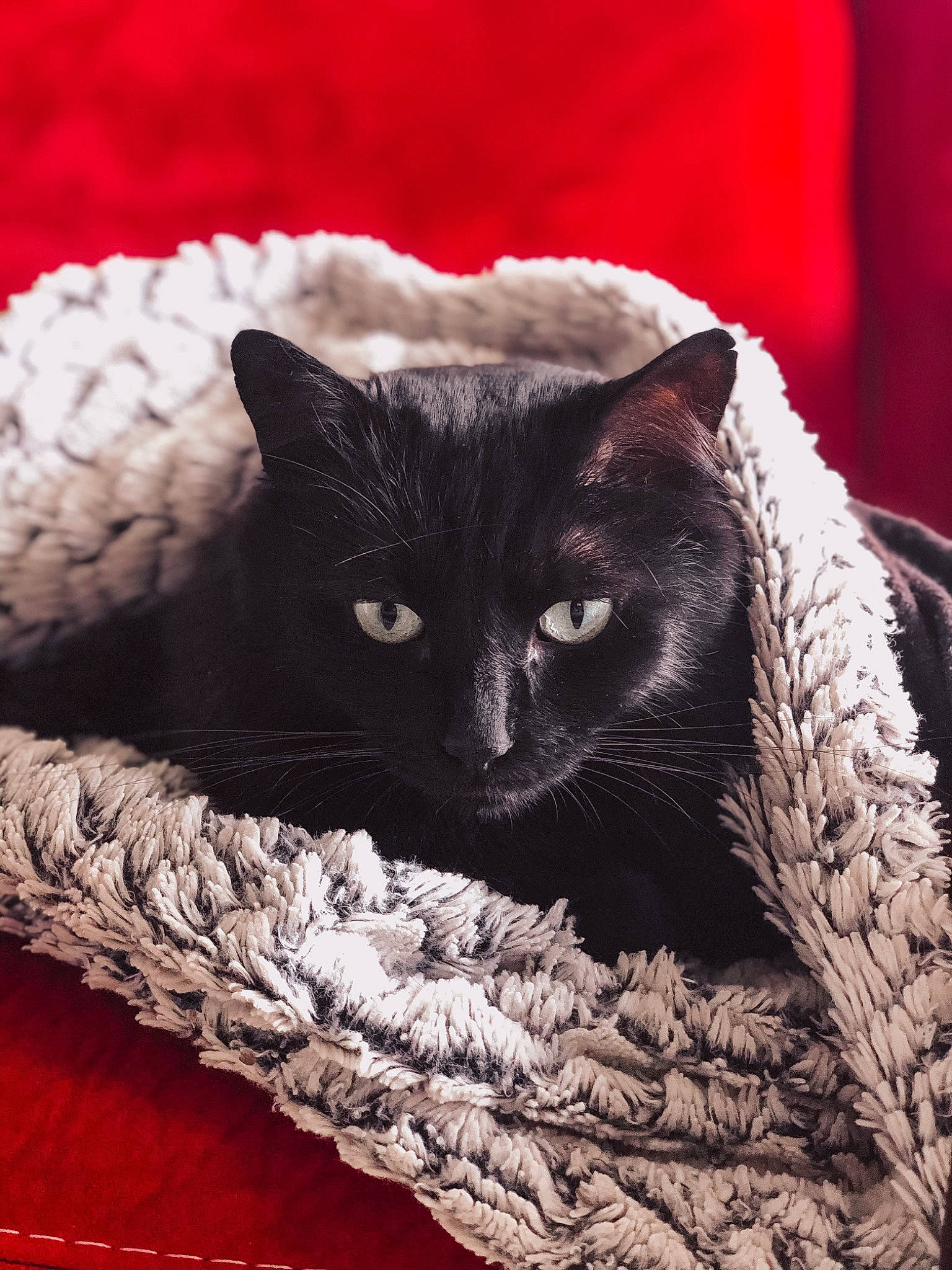 Shadow participe au concours pour gagner de l'argent avec cette photo : asian, black_cat, carnivore, cat, cat_bed, chartreux, domestic_short_haired_cat, felidae, fur, kitten, mammal, nap, small_to_medium_sized_cats, snout, whiskers