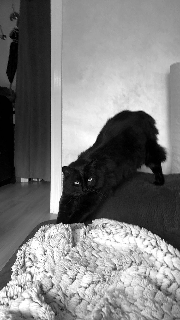 Shadow a rejoint le concours — aidez-le/la à gagner de superbes lots ! asian, bed, black, black_and_white, black_cat, carnivore, cat, domestic_short_haired_cat, felidae, fur, kitten, monochrome, monochrome_photography, small_to_medium_sized_cats, style, tail, whiskers