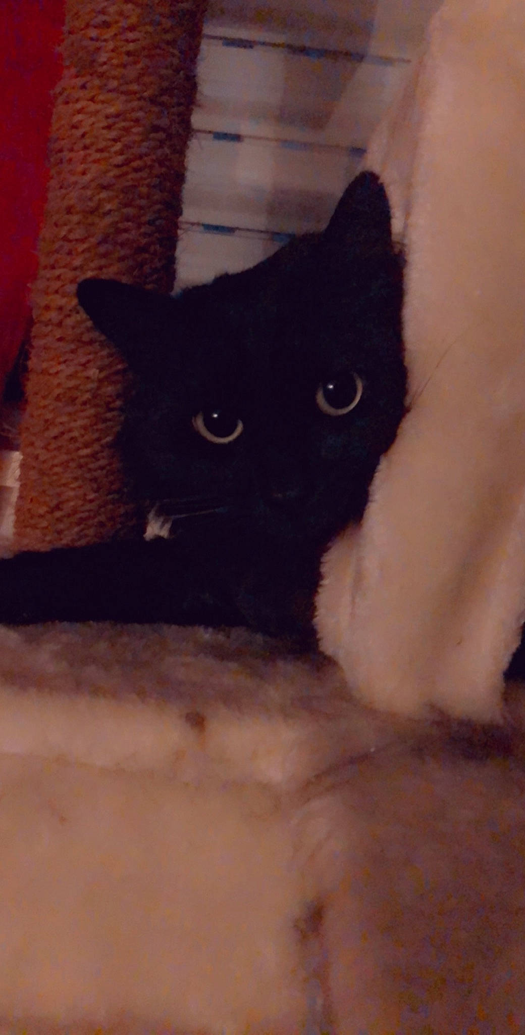 Shadow participe au concours pour gagner de l'argent avec cette photo : asian, black, black_cat, bombay, carnivore, cat, domestic_short_haired_cat, eye, fawn, felidae, fur, kitten, mammal, ojos_azules, polydactyl_cat, small_to_medium_sized_cats, snout, tail, whiskers