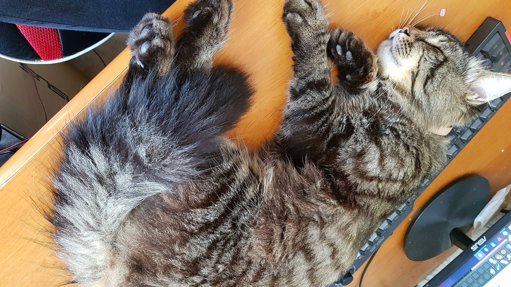 Timo a rejoint le concours — aidez-le/la à gagner de superbes lots ! american_shorthair, asian, carnivore, cat, claw, domestic_short_haired_cat, dragon_li, ear, european_shorthair, fawn, felidae, fur, paw, small_to_medium_sized_cats, tabby_cat, tail, whiskers