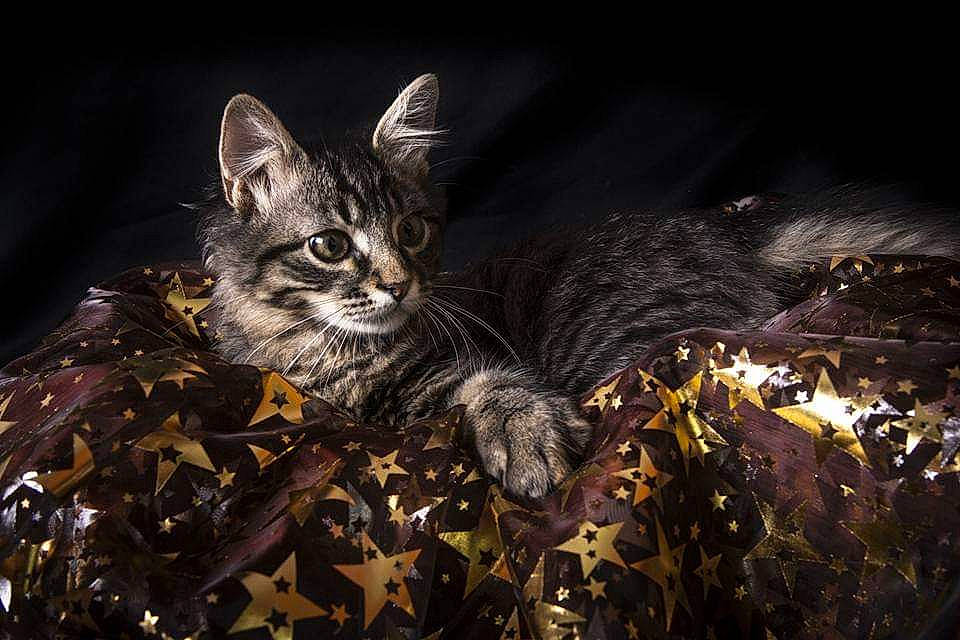 Timo participe au concours pour gagner de l'argent avec cette photo : asian, carnivore, cat, darkness, domestic_short_haired_cat, european_shorthair, felidae, kitten, leaf, night, norwegian_forest_cat, sky, small_to_medium_sized_cats, tabby_cat, whiskers, wild_cat, wildlife