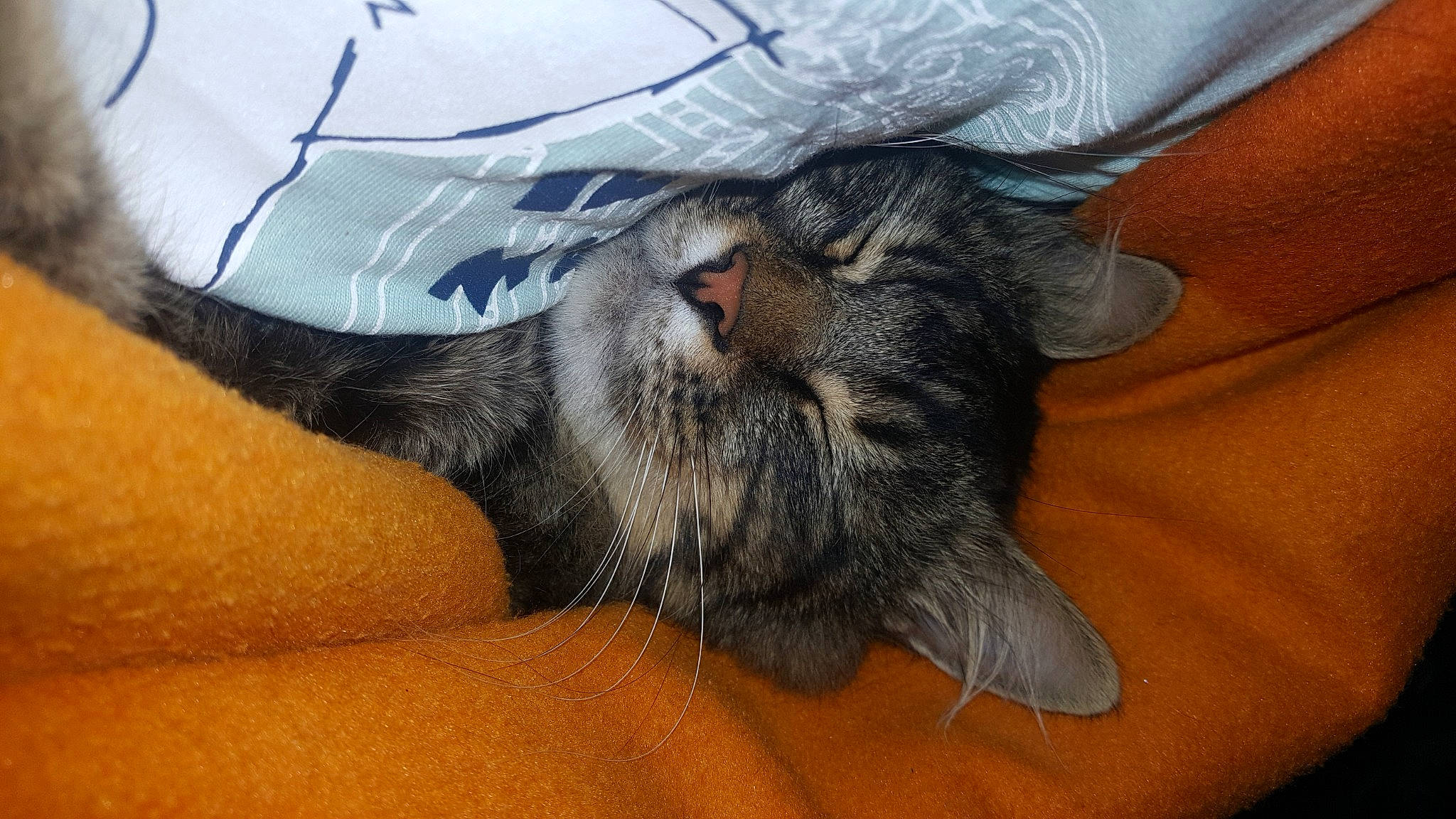 Timo participe au concours pour gagner de l'argent avec cette photo : american_shorthair, asian, carnivore, cat, claw, domestic_long_haired_cat, domestic_short_haired_cat, dragon_li, european_shorthair, felidae, kitten, nap, norwegian_forest_cat, pixie_bob, small_to_medium_sized_cats, snout, whiskers