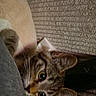 cat, tabby, kitten, pet, feline, animal, upside_down, lying_down, wide_eyed, large_ears, whiskers, paw, fur, striped_fur, indoor, sofa, cushion, close_up, portrait, playful