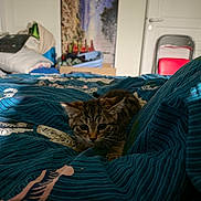 Hera participe au concours pour gagner de l'argent avec cette photo : cat, tabby_cat, pet, animal, feline, bed, blanket, bedroom, cozy, indoors, portrait, curious, looking_at_camera, fur, whiskers, ears, blue_bedding, pillow, painting, folding_chair
