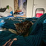 cat, tabby_cat, pet, animal, feline, bed, blanket, bedroom, cozy, indoors, portrait, curious, looking_at_camera, fur, whiskers, ears, blue_bedding, pillow, painting, folding_chair