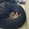 Hera participe au concours pour gagner de l'argent avec cette photo : cat, kitten, tabby, pet, animal, furry, shaggy_bed, pet_bed, sleeping, lying_down, looking_at_camera, portrait, indoor, home, tile_floor, couch, plush_toy, striped_toy, cozy, cute