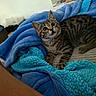 Hera a rejoint le concours — aidez-le/la à gagner de superbes lots ! cat, kitten, tabby, pet, animal, feline, blue_blanket, cozy, indoors, bed, couch, lying_down, portrait, wide_eyes, whiskers, ears, fur, striped_fur, home, relaxed