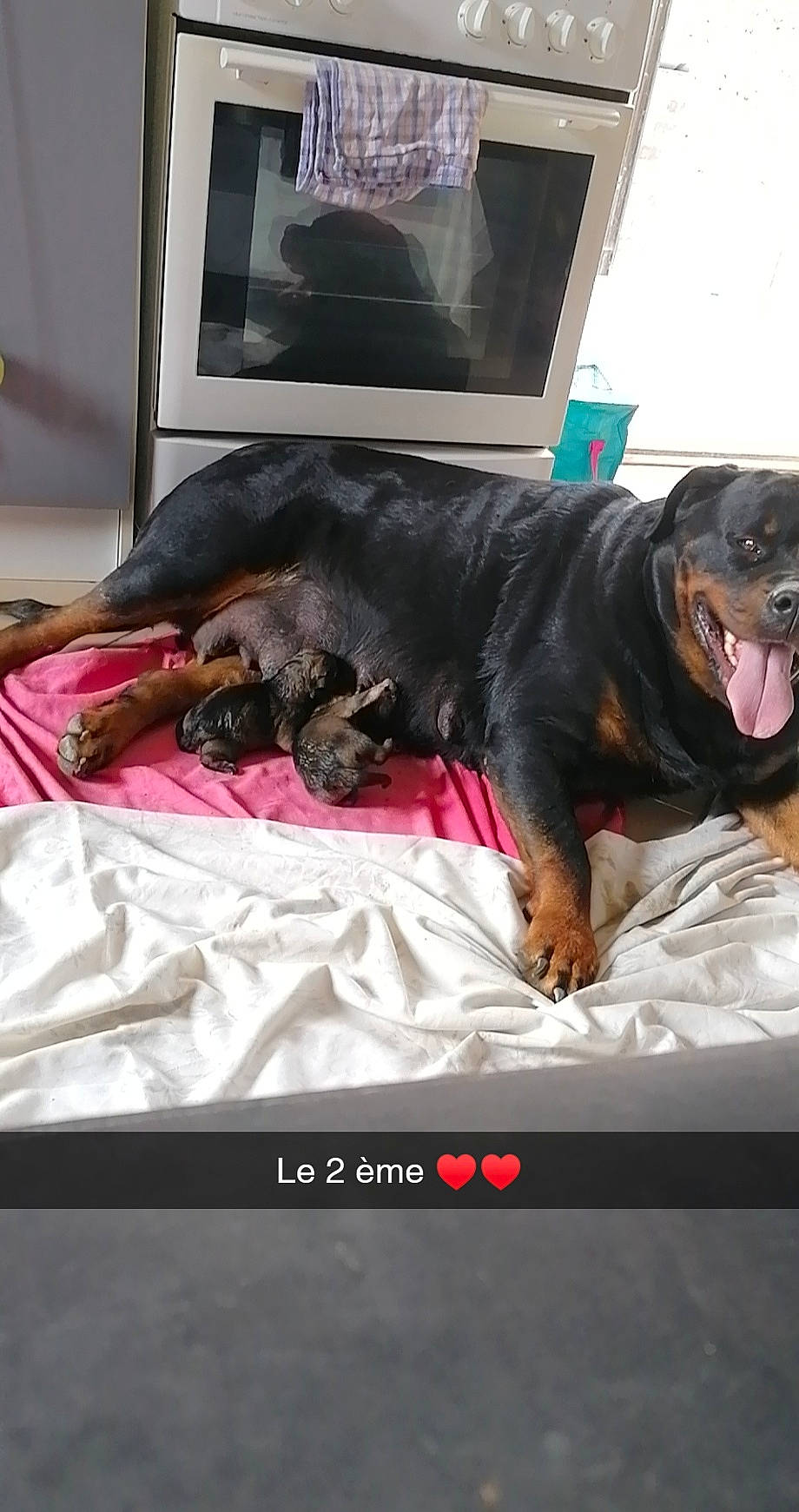 Jorka participe au concours pour gagner de l'argent avec cette photo : bed, bedding, canidae, carnivore, comfort, companion_dog, dog, dog_breed, fur, guard_dog, linens, liver, magenta, montenegrin_mountain_hound, nap, room, snout, sporting_group, working_animal, working_dog