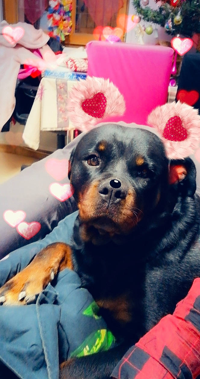 Jorka a rejoint le concours — aidez-le/la à gagner de superbes lots ! carnivore, chair, comfort, companion_dog, couch, dog, dog_breed, dog_supply, fawn, fur, guard_dog, magenta, rottweiler, snout, sporting_group, toy_dog, working_animal, working_dog