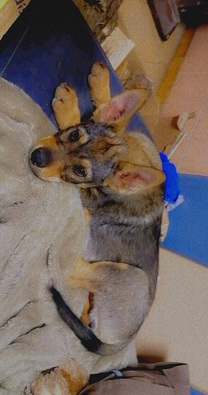 Raika participe au concours pour gagner de l'argent avec cette photo : art, canidae, carnivore, claw, companion_dog, dog, dog_breed, fawn, felidae, flooring, fur, paw, rabbits_and_hares, snout, sporting_group, tail, terrestrial_animal, whiskers, wildlife, wood