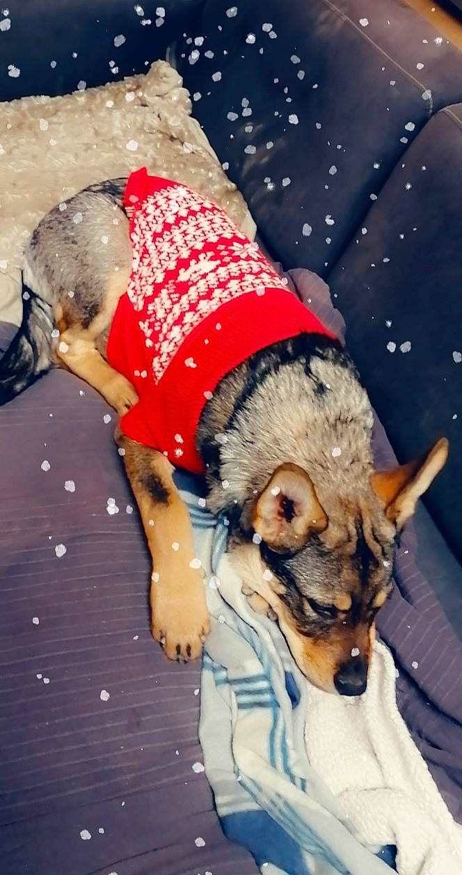 Raika a rejoint le concours — aidez-le/la à gagner de superbes lots ! canidae, carnivore, companion_dog, dog, dog_breed, dog_clothes, dog_supply, fashion_accessory, fawn, fun, fur, human_leg, paw, recreation, sitting, sporting_group, sportswear, thigh, toy_dog, vertebrate