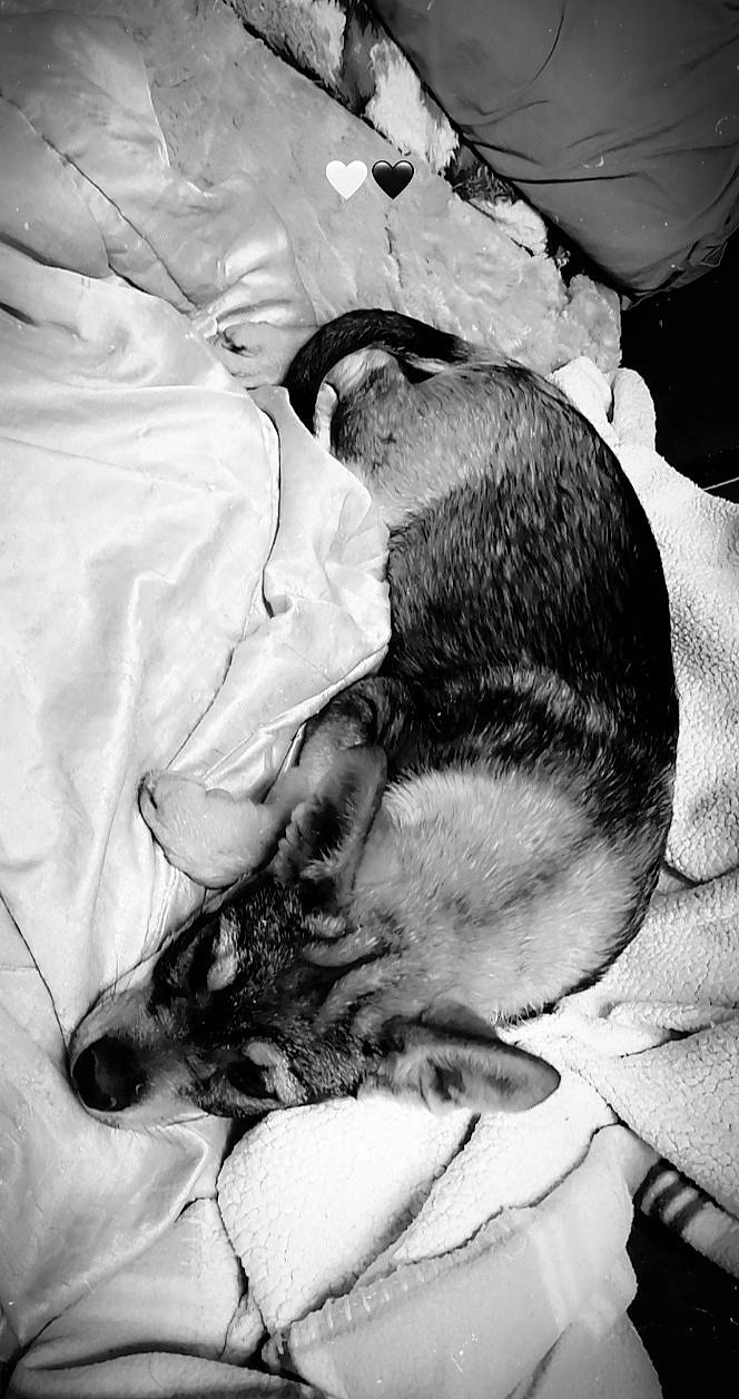 Raika a rejoint le concours — aidez-le/la à gagner de superbes lots ! black_and_white, canidae, carnivore, comfort, companion_dog, dog, dog_breed, ear, fur, gesture, linens, monochrome, monochrome_photography, nap, paw, photography, sleep, sporting_group, style, whiskers