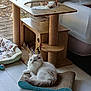 animal, cat, cat_bed, cat_tree, cats, cozy, floor, fluffy, home, indoor, pet, playful, relaxed, scratching_pad, sleeping, sunlight, toy, white_cat, window, wooden_furniture