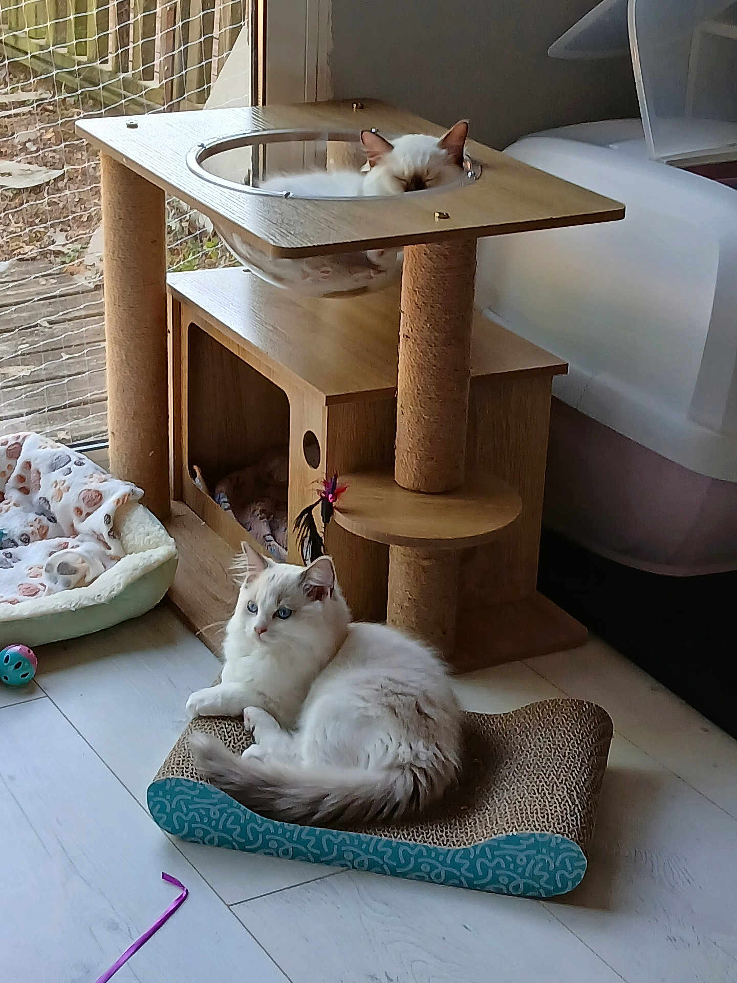 Ariel participe au concours pour gagner de l'argent avec cette photo : animal, cat, cat_bed, cat_tree, cats, cozy, floor, fluffy, home, indoor, pet, playful, relaxed, scratching_pad, sleeping, sunlight, toy, white_cat, window, wooden_furniture