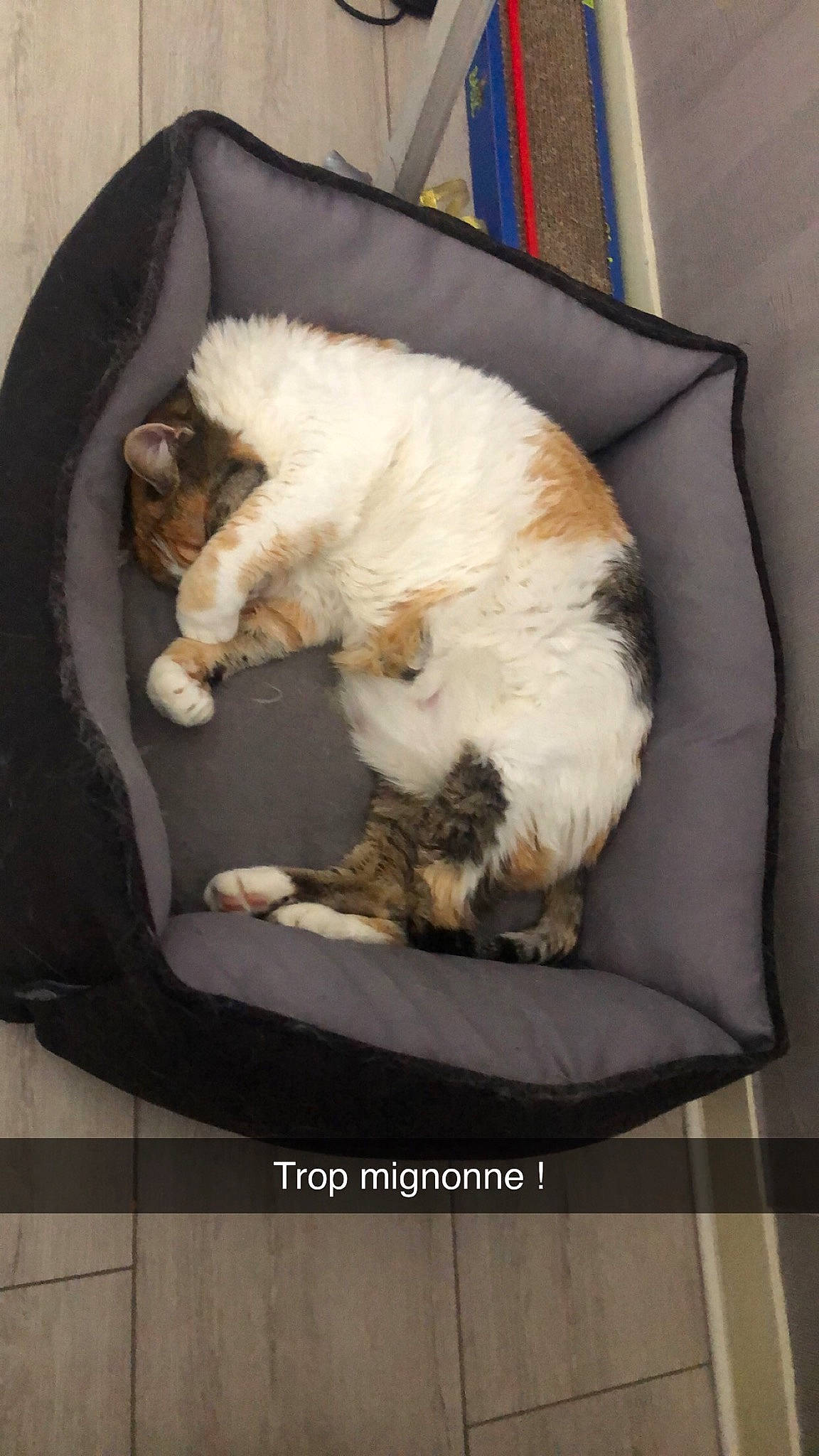 Griotte participe au concours pour gagner de l'argent avec cette photo : carnivore, cat, cat_supply, comfort, felidae, fur, home_accessories, mat, nap, paw, pet_supply, sleep, small_to_medium_sized_cats, tail