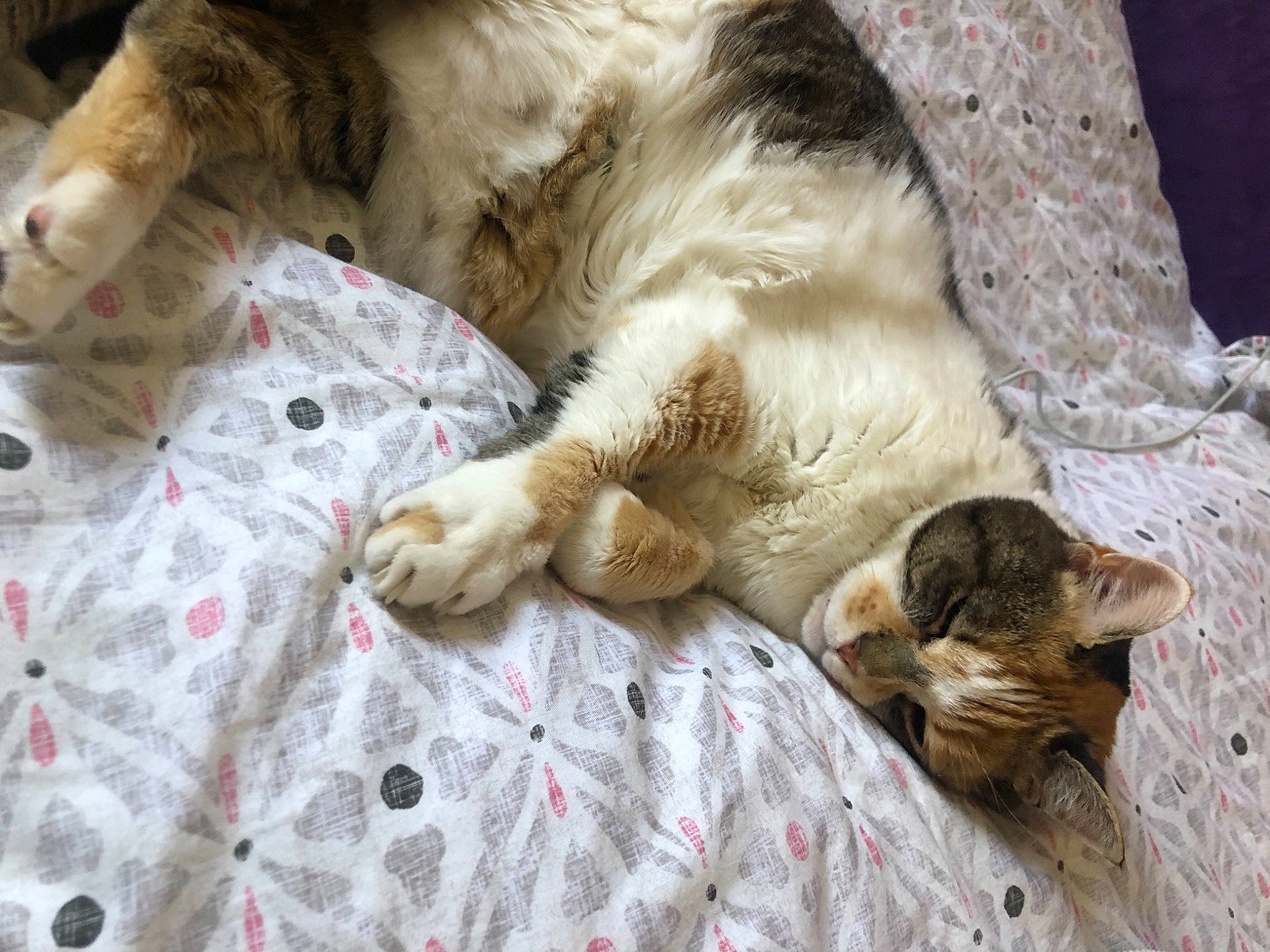 Griotte a rejoint le concours — aidez-le/la à gagner de superbes lots ! carnivore, cat, claw, comfort, fawn, felidae, fur, linens, nap, paw, sleep, small_to_medium_sized_cats, tail, terrestrial_animal, vertebrate, whiskers