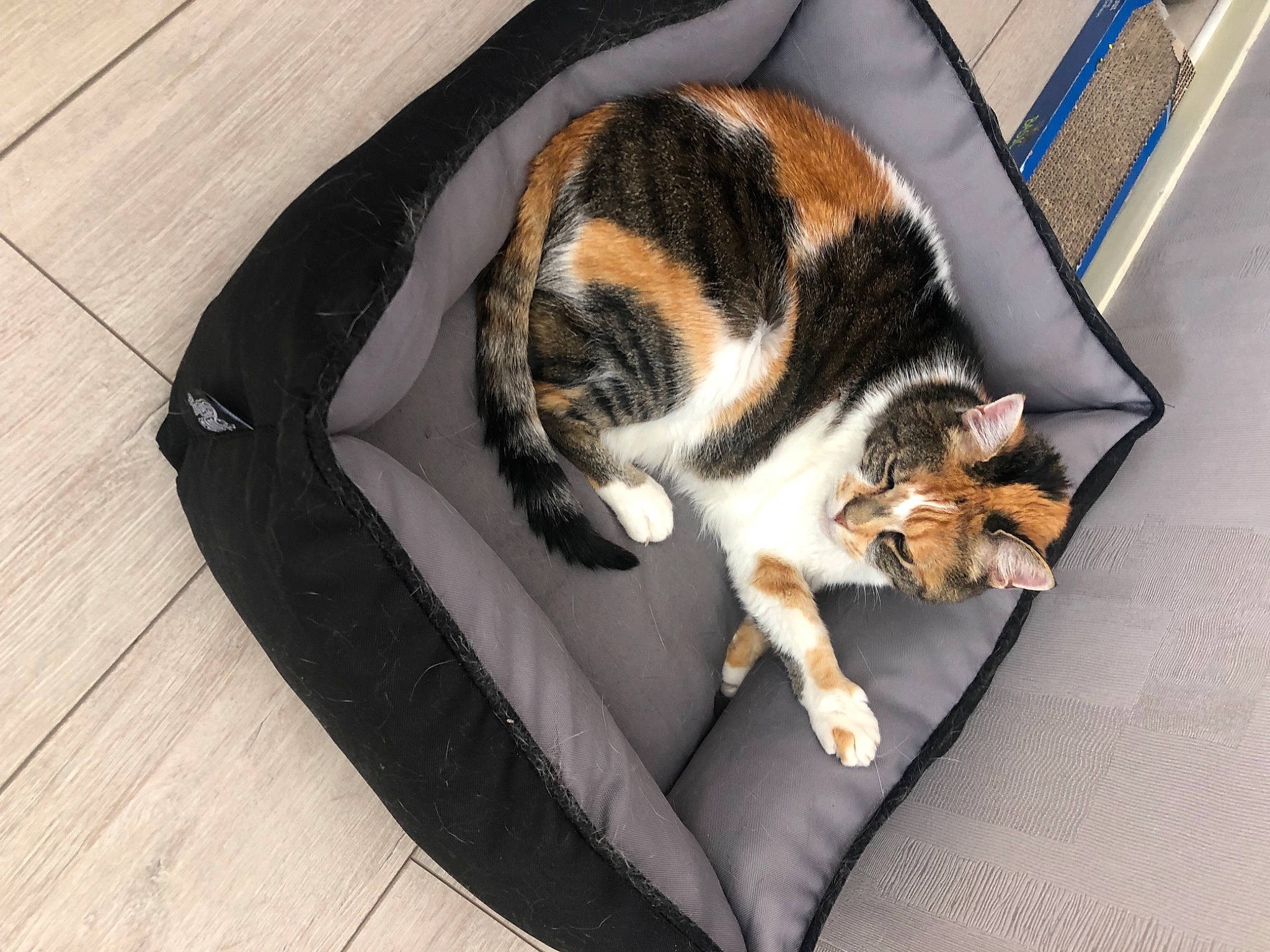 Griotte a rejoint le concours — aidez-le/la à gagner de superbes lots ! carnivore, cat, cat_supply, comfort, domestic_short_haired_cat, felidae, fur, hardwood, home_accessories, laminate_flooring, mesh, pet_supply, small_to_medium_sized_cats, tail, vertebrate, whiskers, wood_flooring, wood_stain