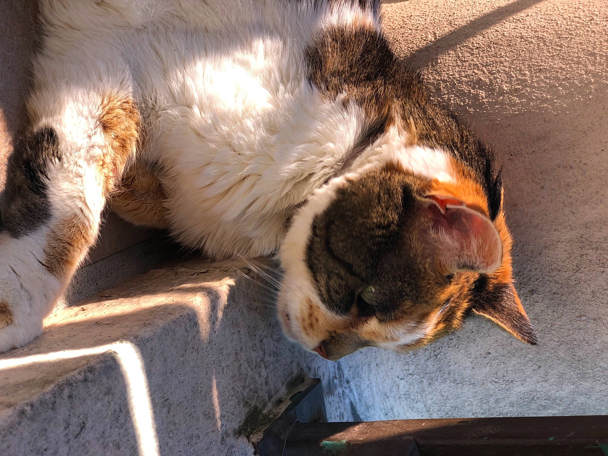 Griotte a rejoint le concours — aidez-le/la à gagner de superbes lots ! carnivore, cat, fawn, felidae, fur, paw, shadow, small_to_medium_sized_cats, snout, tail, whiskers