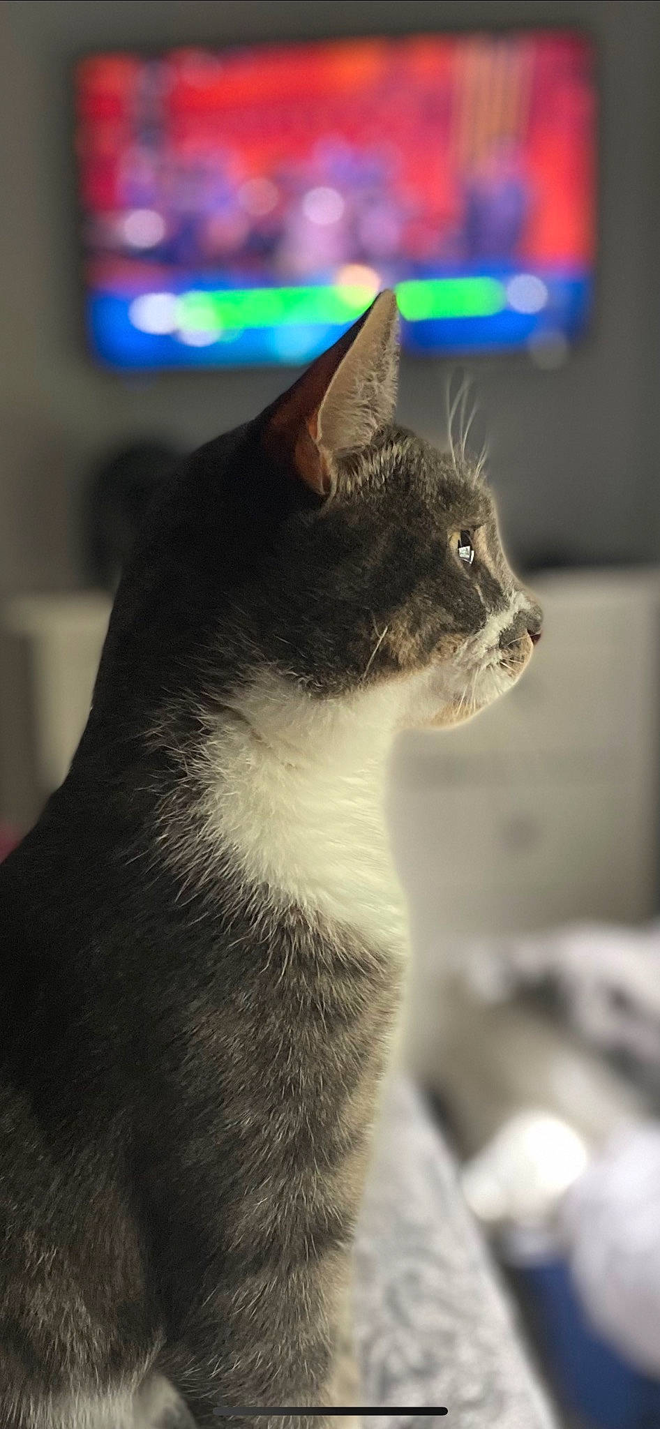 Charlie joined the competition — help win amazing prizes! black_cat, carnivore, cat, domestic_short_haired_cat, felidae, fur, monochrome_photography, paw, small_to_medium_sized_cats, snout, tail, whiskers