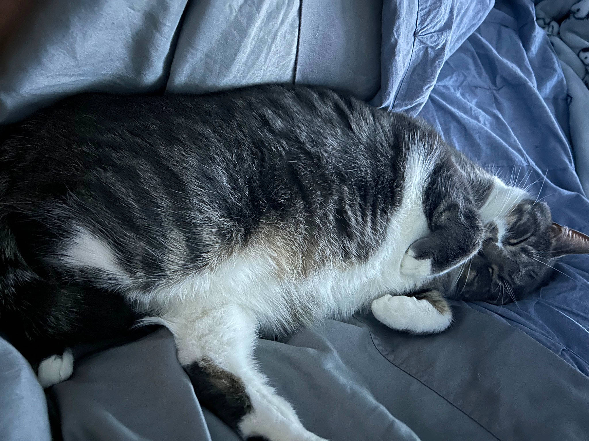 Charlie joined the competition — help win amazing prizes! carnivore, cat, claw, comfort, domestic_short_haired_cat, felidae, fur, nap, paw, small_to_medium_sized_cats, tail, whiskers