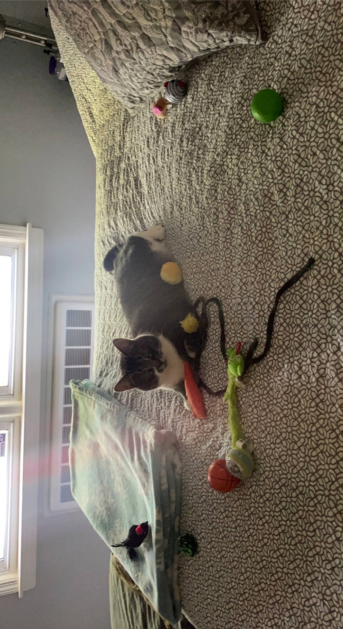Charlie is registered to the contest to win money with this photo: art, cat, feather, felidae, glass, grey, linens, plant, room, shelf, small_to_medium_sized_cats, tail, textile, tree, twig, visual_arts, wall, window, window_treatment, wood