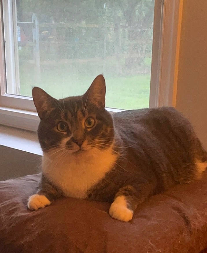 Charlie joined the competition — help win amazing prizes! carnivore, cat, comfort, domestic_short_haired_cat, door, felidae, fixture, flooring, fur, hardwood, interior_design, plant, small_to_medium_sized_cats, snout, tail, tints_and_shades, whiskers, window, window_blind, wood