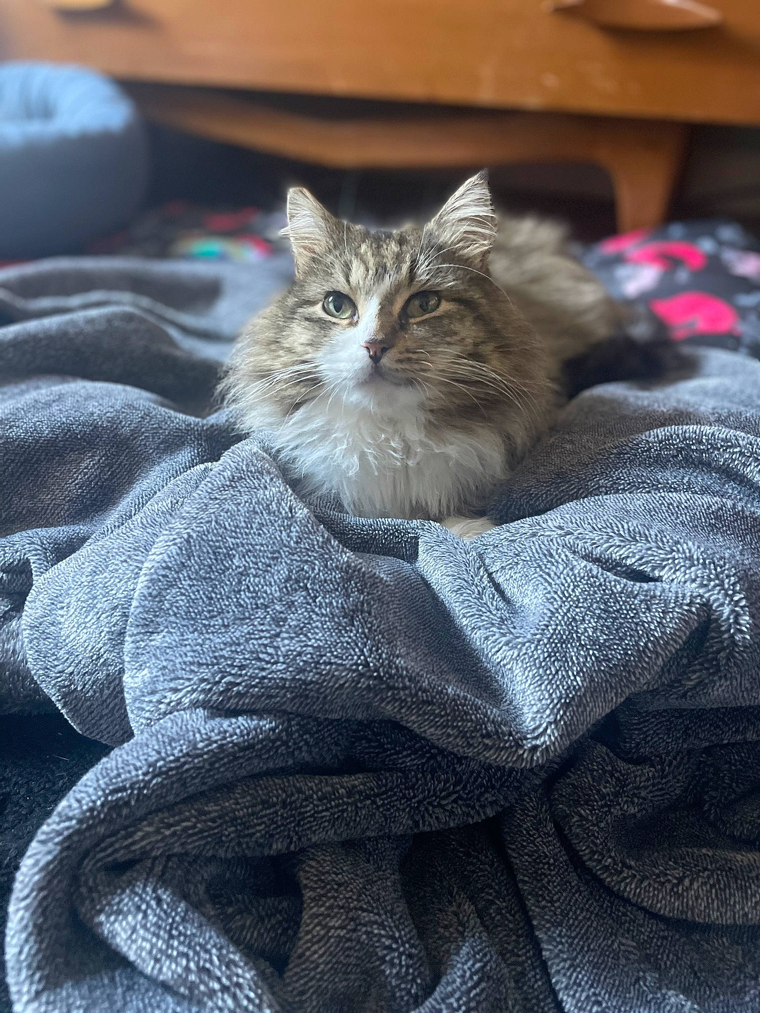 Fozzie is registered to the contest to win money with this photo: carnivore, cat, claw, comfort, denim, domestic_short_haired_cat, felidae, fur, grey, linens, pattern, paw, plant, sitting, small_to_medium_sized_cats, snout, tail, textile, thread, whiskers