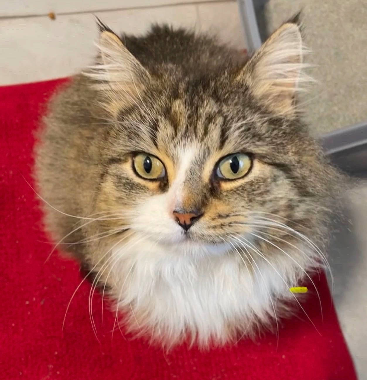 Fozzie joined the competition — help win amazing prizes! box, carnivore, cat, domestic_short_haired_cat, felidae, fur, maine_coon, small_to_medium_sized_cats, snout, terrestrial_animal, whiskers, window