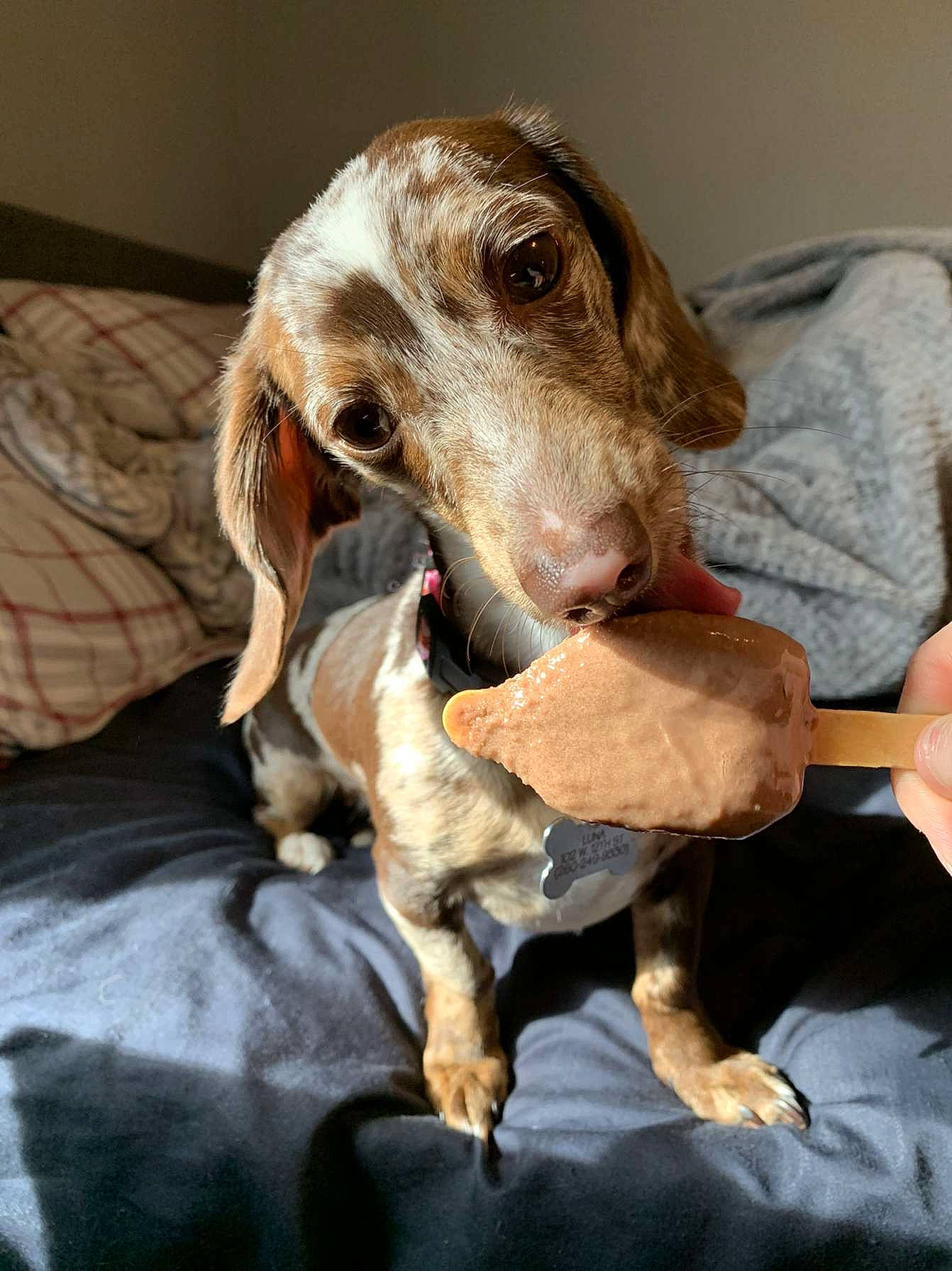 Luna joined the competition — help win amazing prizes! canidae, carnivore, comfort, companion_dog, dog, dog_breed, ear, fawn, gun_dog, hound, hunting_dog, jaw, liver, pet_supply, pointing_breed, snout, sporting_group, whiskers, working_animal