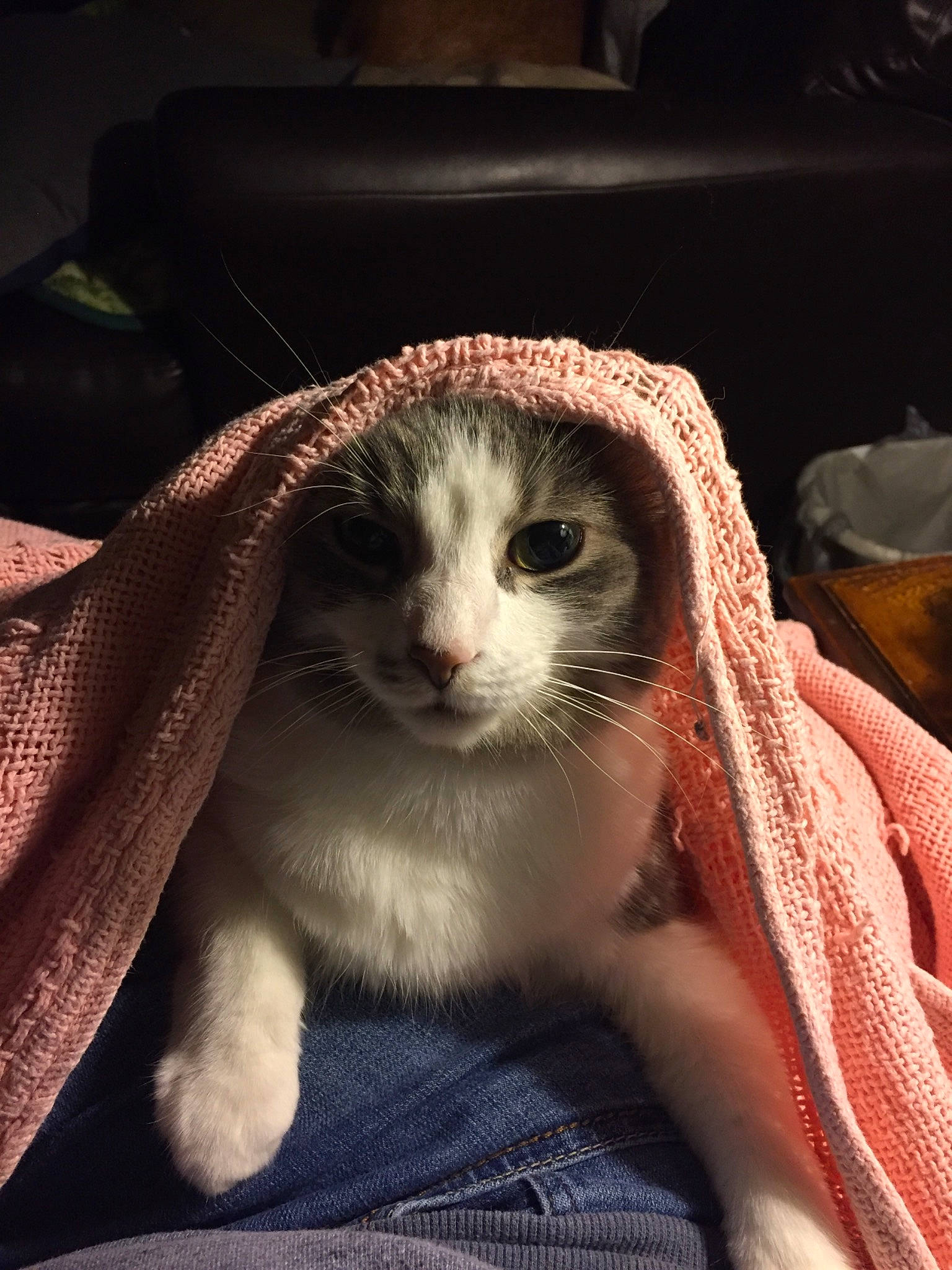 Gracie is registered to the contest to win money with this photo: carnivore, cat, claw, comfort, domestic_short_haired_cat, fawn, felidae, fur, linens, paw, small_to_medium_sized_cats, snout, tail, terrestrial_animal, whiskers