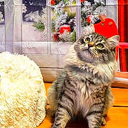 Thomas Edouard participe au concours pour gagner de l'argent avec cette photo : cat, tabby, fluffy, indoor, wooden_floor, curious, pet, feline, holiday_decor, window, snow, ornaments, plush_cushion, cozy, domestic, animal, looking_up, cute, fur, household