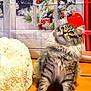 cat, tabby, fluffy, indoor, wooden_floor, curious, pet, feline, holiday_decor, window, snow, ornaments, plush_cushion, cozy, domestic, animal, looking_up, cute, fur, household
