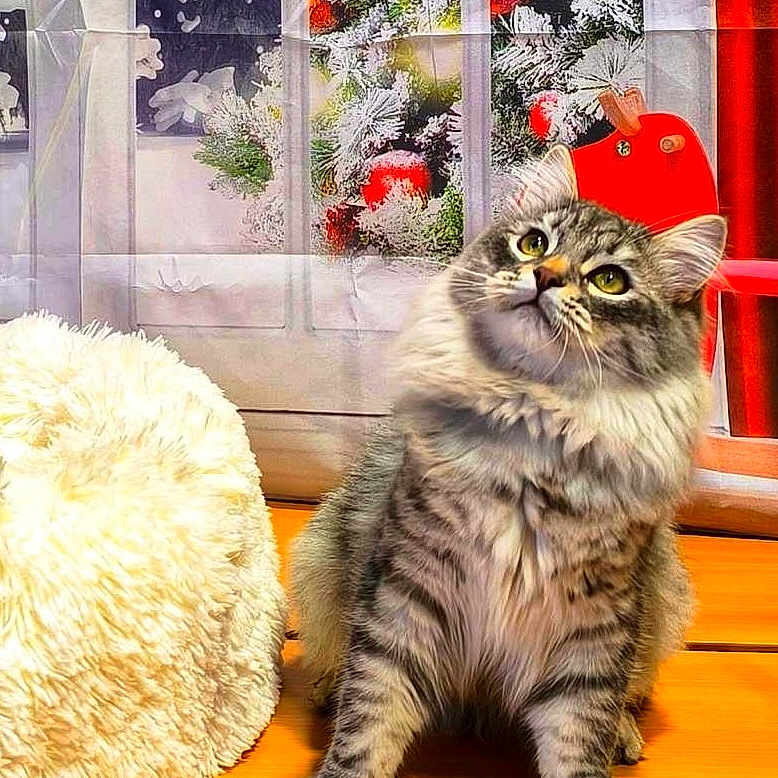 Thomas Edouard participe au concours pour gagner de l'argent avec cette photo : animal, cat, cozy, curious, cute, domestic, feline, fluffy, fur, holiday_decor, household, indoor, looking_up, ornaments, pet, plush_cushion, snow, tabby, window, wooden_floor