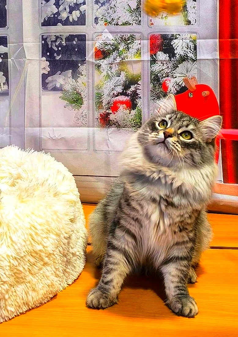 Thomas Edouard participe au concours pour gagner de l'argent avec cette photo : cat, tabby, fluffy, indoor, wooden_floor, curious, pet, feline, holiday_decor, window, snow, ornaments, plush_cushion, cozy, domestic, animal, looking_up, cute, fur, household