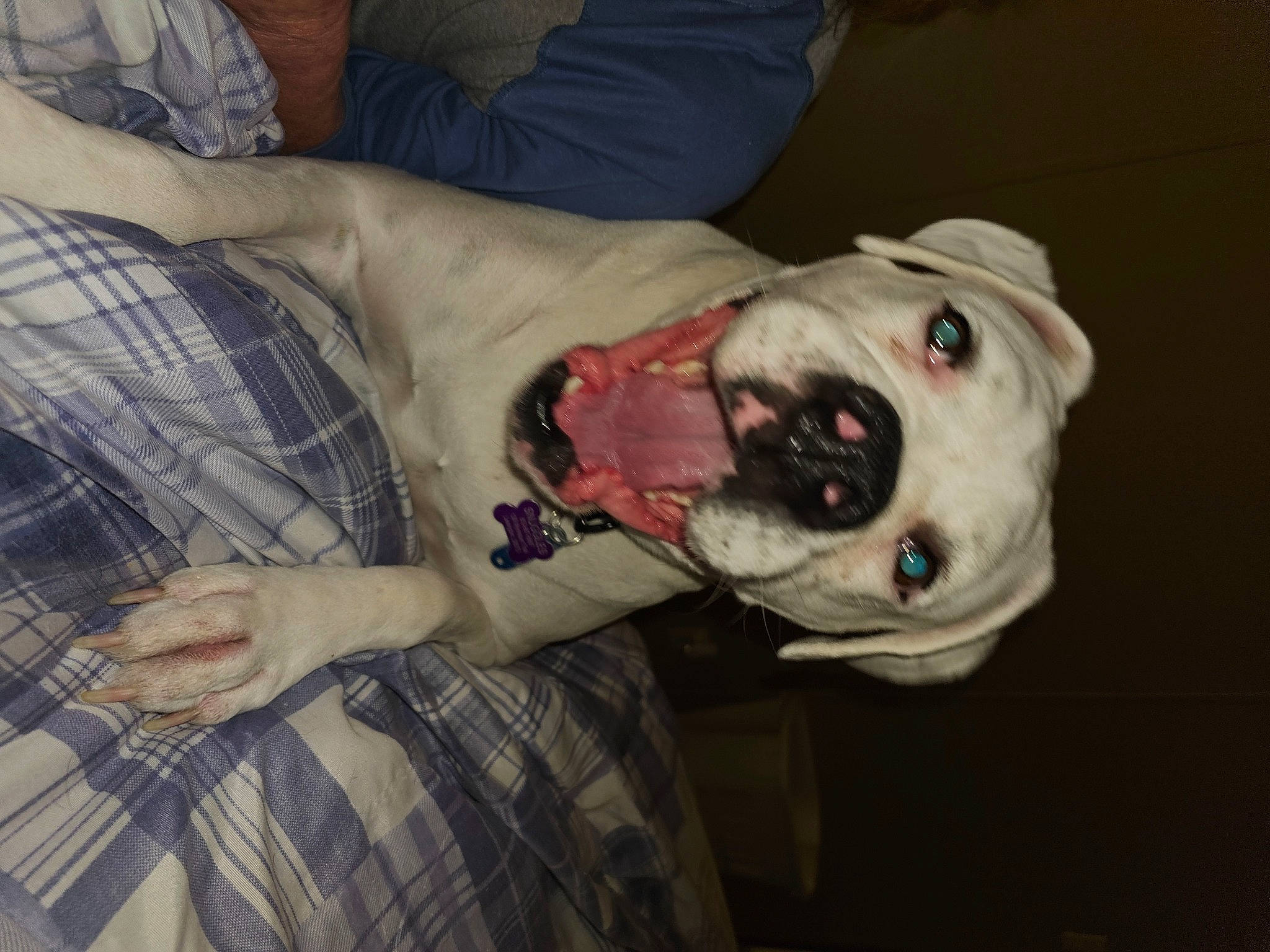 Snuggles joined the competition — help win amazing prizes! canidae, carnivore, comfort, companion_dog, couch, dog, dog_breed, dog_supply, fawn, fur, molosser, non_sporting_group, pattern, plaid, sporting_group, tartan, working_animal, wrinkle