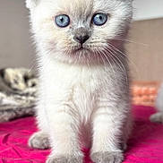 Snow participe au concours pour gagner de l'argent avec cette photo : animal, blue_eyes, cat, curious, cute, domestic_animal, ears, feline, fluffy, indoor, kitten, paws, pet, pink_surface, portrait, small, soft_fur, whiskers, white_fur, young