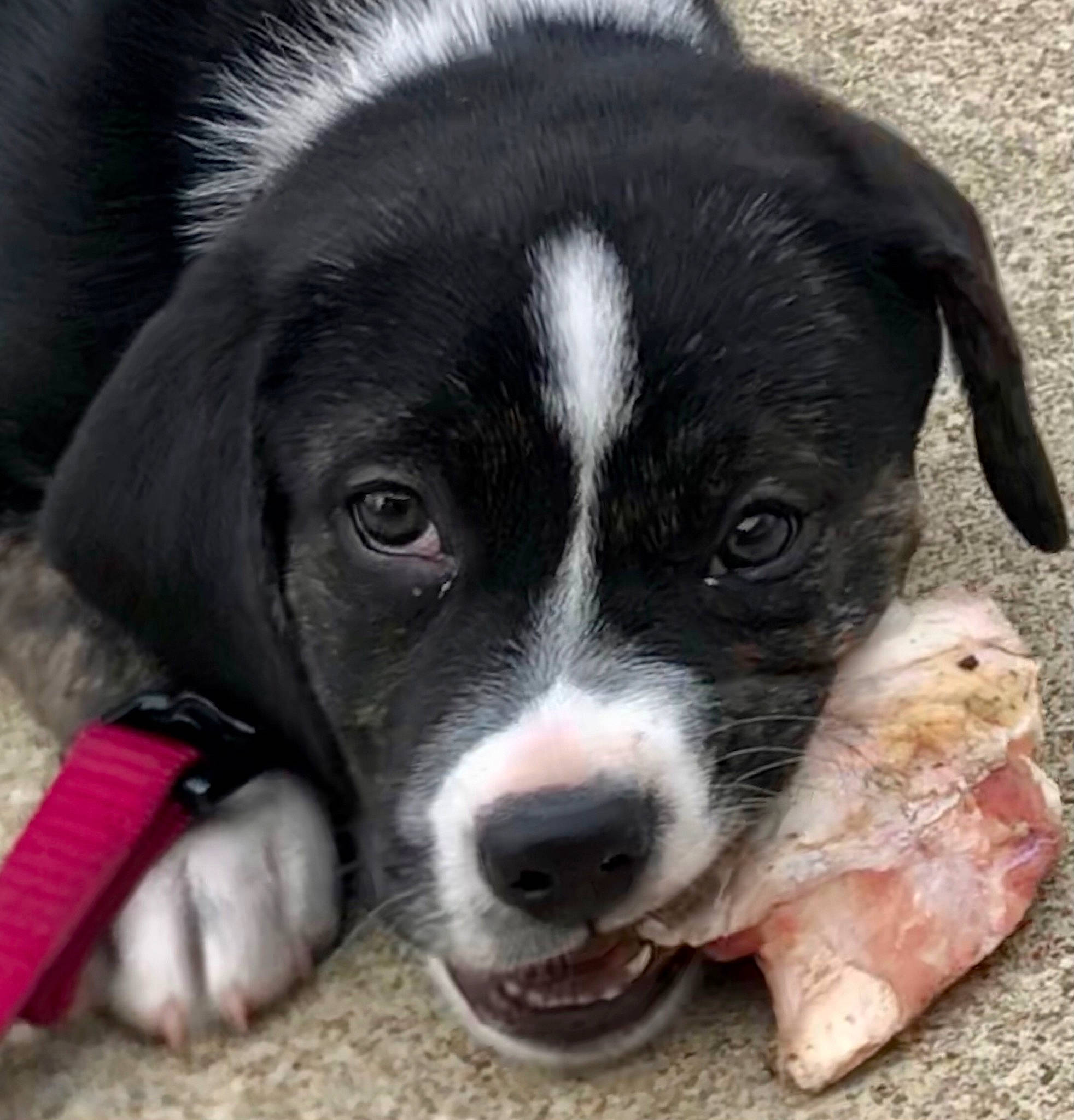 Paisleigh is registered to the contest to win money with this photo: borador, bored, canidae, carnivore, companion_dog, dog, dog_breed, fur, herding_dog, non_sporting_group, paw, photography, puppy, snout, sporting_group, terrestrial_animal, whiskers, working_animal, working_dog