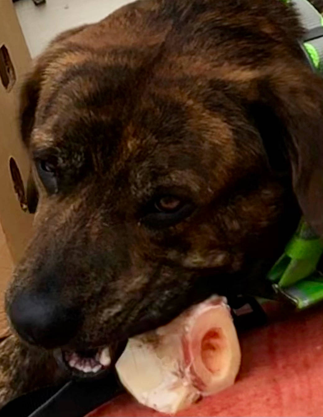 Paisleigh is registered to the contest to win money with this photo: borador, canidae, carnivore, companion_dog, dog, dog_breed, fawn, fur, giant_dog_breed, guard_dog, himalayan_sheepdog, liver, puppy, snout, sporting_group, street_dog, terrestrial_animal, whiskers, working_animal, wrinkle