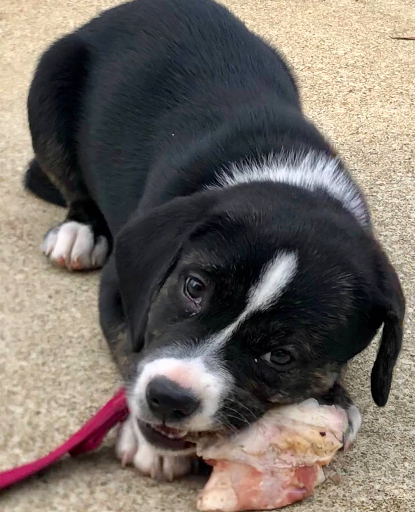 Paisleigh is registered to the contest to win money with this photo: borador, canidae, carnivore, collar, companion_dog, dog, dog_breed, fur, non_sporting_group, paw, road_surface, snout, sporting_group, terrestrial_animal, whiskers, working_animal, working_dog