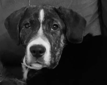 Paisleigh joined the competition — help win amazing prizes! canidae, carnivore, companion_dog, darkness, dog, dog_breed, ear, fur, hunting_dog, monochrome, monochrome_photography, non_sporting_group, snout, sporting_group, whiskers, working_animal, working_dog