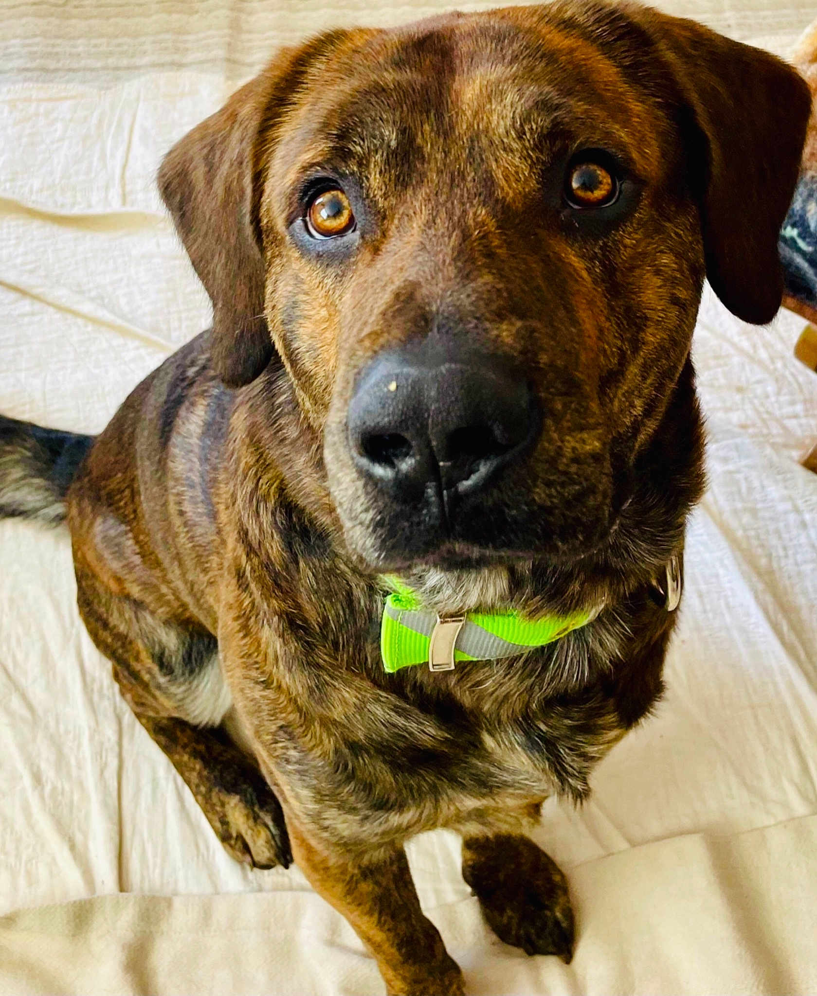 Bumpus