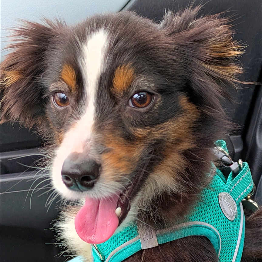 Zefy participe au concours pour gagner de l'argent avec cette photo : animal, black_fur, brown_eyes, canine, car, closeup, dog, domestic_animal, ears, excited, fur, happy, harness, leash, pet, portrait, seat, tongue, white_fur, window