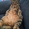 Minino is registered to the contest to win money with this photo: cat, tabby, pet, animal, feline, indoor, couch, relaxed, fur, whiskers, paw, home, living_room, toy, striped, cute, sitting, chubby, domestic_cat, closeup
