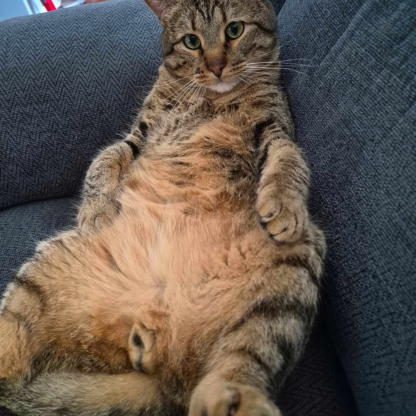 Minino is registered to the contest to win money with this photo: cat, tabby, pet, animal, feline, indoor, couch, relaxed, fur, whiskers, paw, home, living_room, toy, striped, cute, sitting, chubby, domestic_cat, closeup