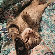 Minino is registered to the contest to win money with this photo: cat, tabby, sleeping, paws, blanket, patterned, cozy, relaxed, fur, pet, indoor, cute, resting, comfort, animal, whiskers, closeup, soft, striped, bed