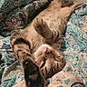 cat, tabby, sleeping, paws, blanket, patterned, cozy, relaxed, fur, pet, indoor, cute, resting, comfort, animal, whiskers, closeup, soft, striped, bed
